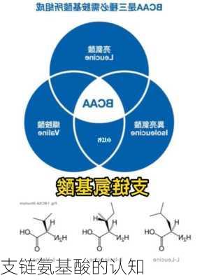 支链氨基酸的认知