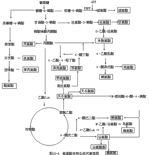 如何科学配比支链氨基酸
