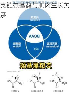支链氨基酸与肌肉生长关系