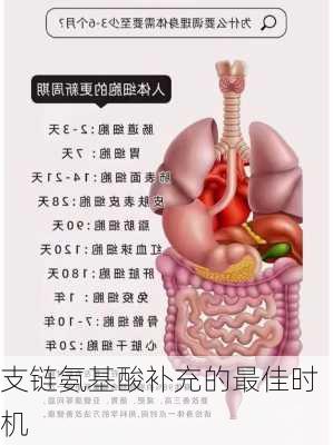 支链氨基酸补充的最佳时机