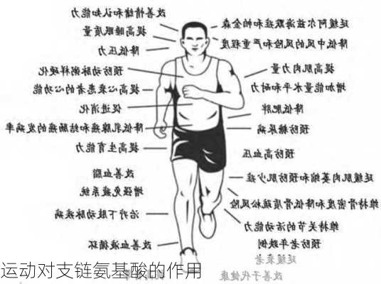 运动对支链氨基酸的作用