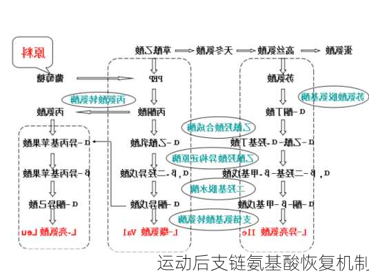 运动后支链氨基酸恢复机制