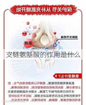 支链氨基酸的作用是什么