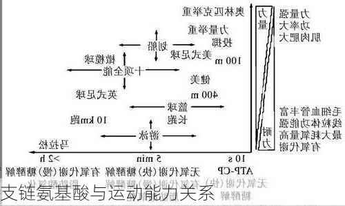 支链氨基酸与运动能力关系