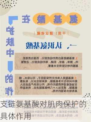 支链氨基酸对肌肉保护的具体作用