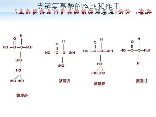 支链氨基酸的构成和作用