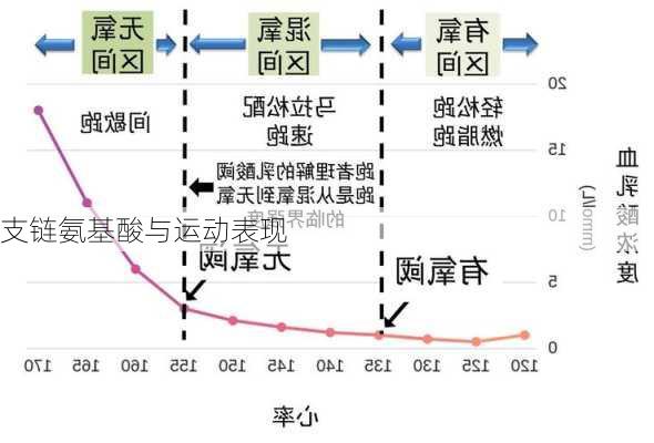 支链氨基酸与运动表现