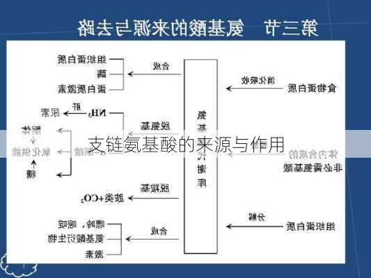 支链氨基酸的来源与作用