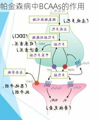 帕金森病中BCAAs的作用