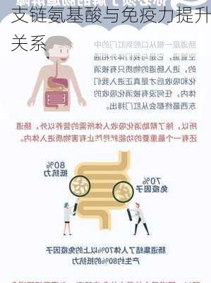 支链氨基酸与免疫力提升关系