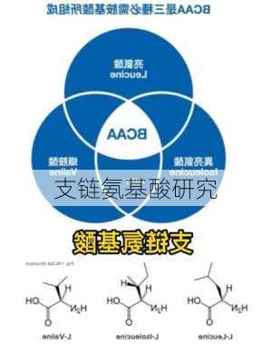 支链氨基酸研究