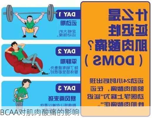 BCAA对肌肉酸痛的影响