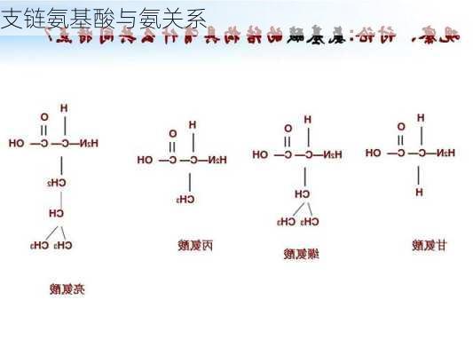 支链氨基酸与氨关系