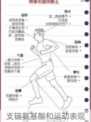 支链氨基酸和运动表现