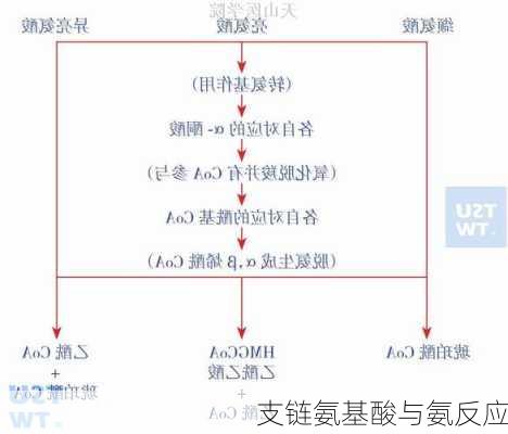 支链氨基酸与氨反应