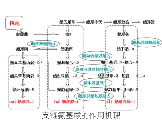 支链氨基酸的作用机理