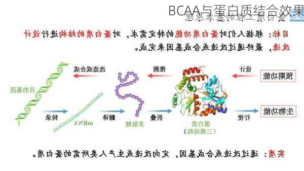 BCAA与蛋白质结合效果