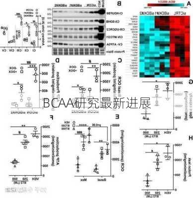 BCAA研究最新进展