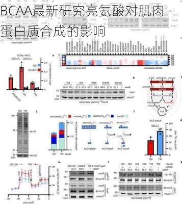 BCAA最新研究亮氨酸对肌肉蛋白质合成的影响
