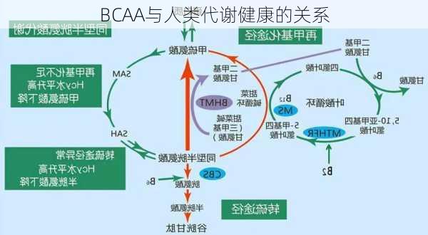 BCAA与人类代谢健康的关系