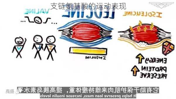 支链氨基酸的运动表现