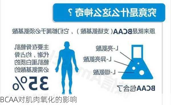 BCAA对肌肉氧化的影响
