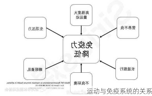运动与免疫系统的关系