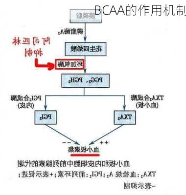 BCAA的作用机制