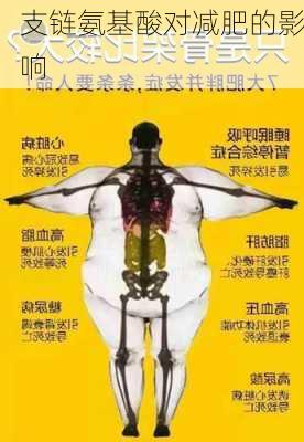 支链氨基酸对减肥的影响