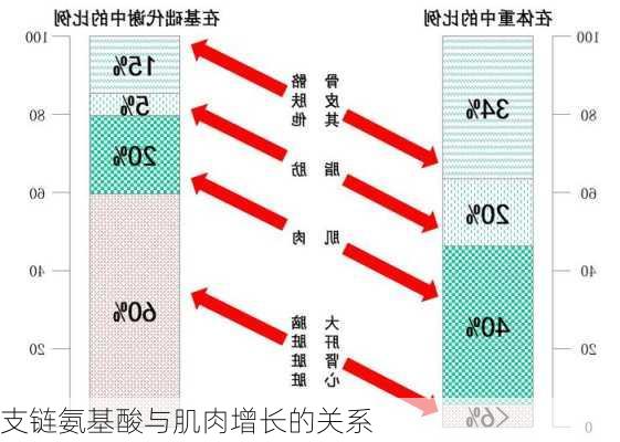 支链氨基酸与肌肉增长的关系