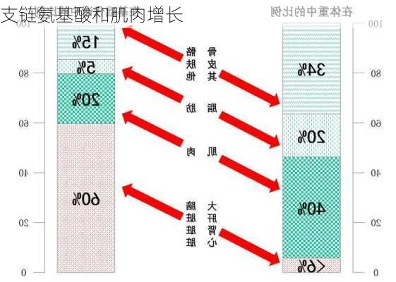 支链氨基酸和肌肉增长