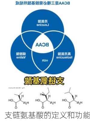 支链氨基酸的定义和功能