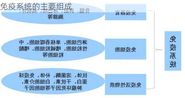 免疫系统的主要组成
