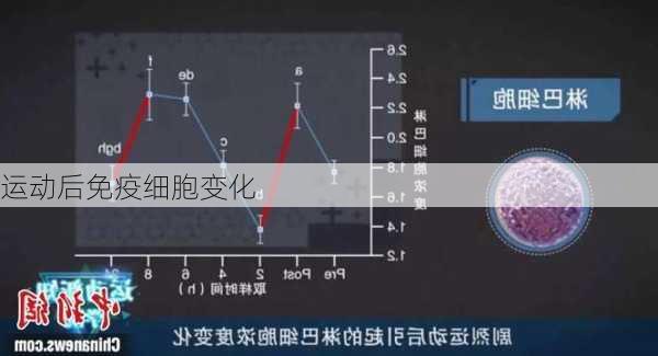 运动后免疫细胞变化