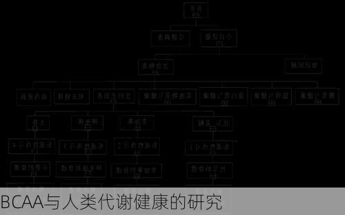 BCAA与人类代谢健康的研究