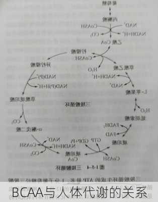 BCAA与人体代谢的关系