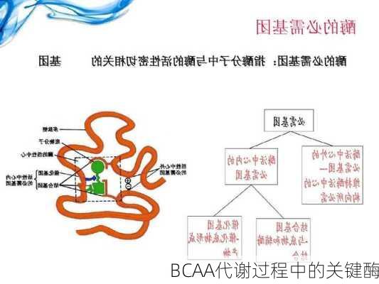 BCAA代谢过程中的关键酶