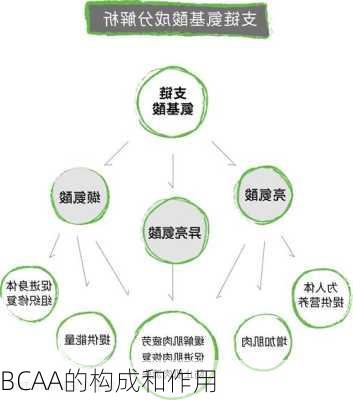 BCAA的构成和作用