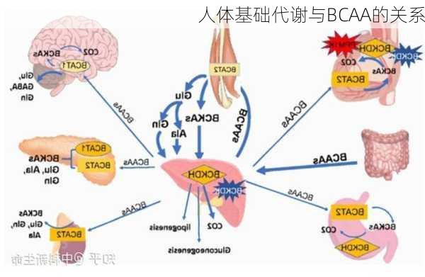 人体基础代谢与BCAA的关系
