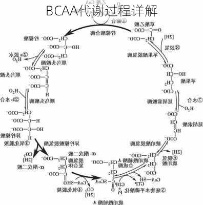 BCAA代谢过程详解