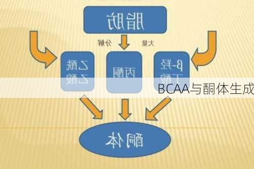 BCAA与酮体生成