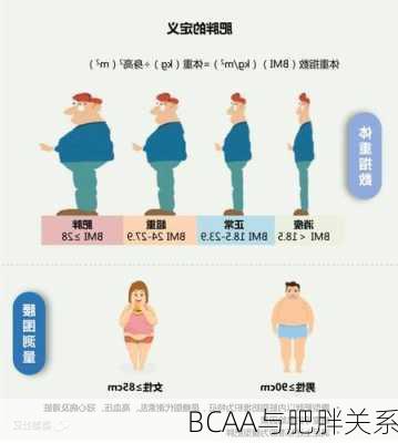 BCAA与肥胖关系