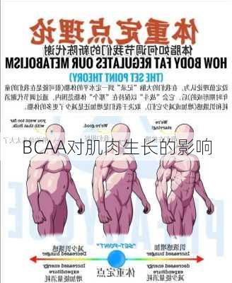 BCAA对肌肉生长的影响