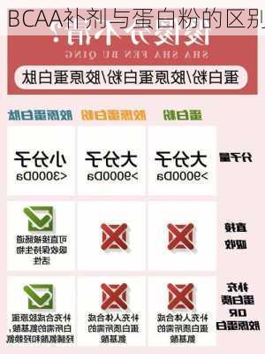 BCAA补剂与蛋白粉的区别