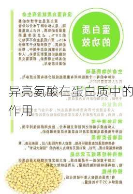 异亮氨酸在蛋白质中的作用