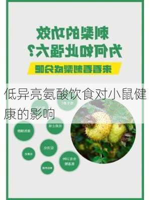 低异亮氨酸饮食对小鼠健康的影响