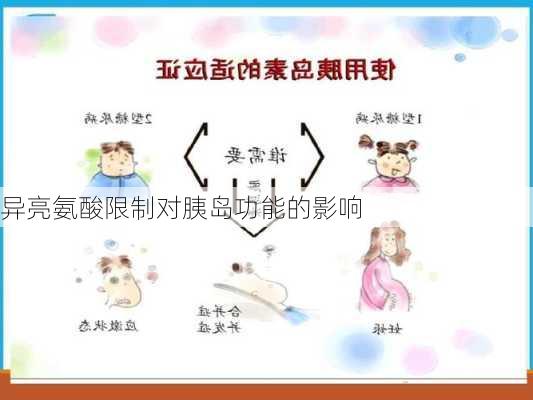 异亮氨酸限制对胰岛功能的影响