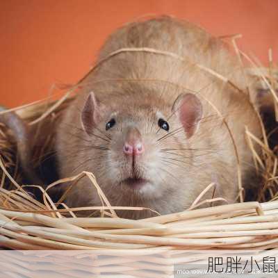 肥胖小鼠