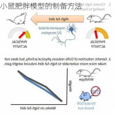 小鼠肥胖模型的制备方法