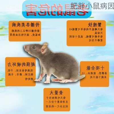 肥胖小鼠病因